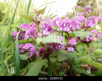 Gefleckte Taubnesel (Lamium maculatum), Weilerswist, Nordrhein-Westfalen, Allemagne Banque D'Images