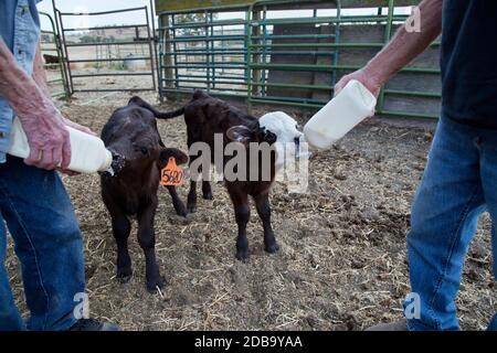 Biberon nourrissant de jeunes veaux Black Angus X à PEN, Californie. Banque D'Images