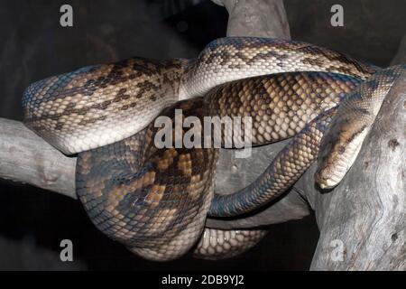 Australian Scrub ou Amethystine Python Banque D'Images