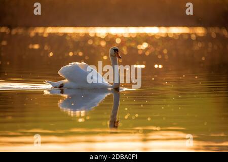 Commun européen sauvage grand oiseau muet cygne, Cygnus olor, nage en soirée sur l'étang, couleur dorée avec beau bokeh sur le rétroéclairage. République tchèque Europe sauvage Banque D'Images