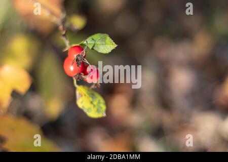 fruits de rosehip parmi les feuilles jaunes d'automne Banque D'Images