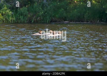 Les mergansers en patrouille dans le lac Bell, dans le parc provincial Quetico, en Ontario Banque D'Images