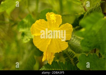 Fleur jaune de la gousse de Sponge, fleur de Sponge Gourd, fleur de Zucchini. Banque D'Images