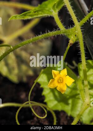 Une fleur de cucamelon jaune vif avec un petit fruit de cucamelon derrière elle est en fleur sur la vigne dans un jardin. Banque D'Images