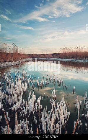 Végétation roseau salée dans un petit marais. Le niveau élevé de sel dans l'eau de l'étang fait une texture blanche sur les plantes et le rivage. Contraste de la nature, vertical Banque D'Images