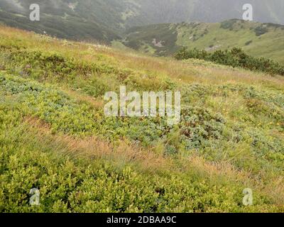 Pente raide dans les montagnes Karpathians en Ukraine nature Banque D'Images