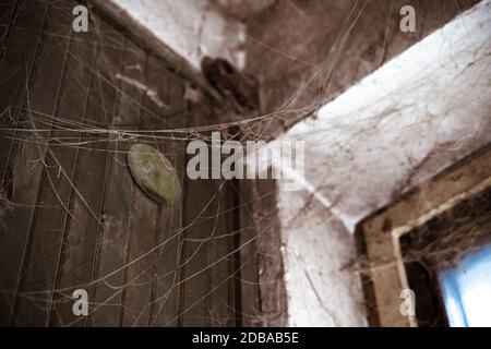 toiles d'araignée dans le coin de la chambre. Banque D'Images