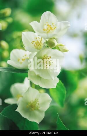 Les fleurs de jasmin fleurissent sur le Bush Banque D'Images