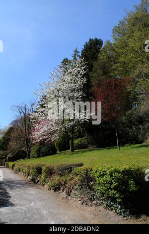 Arbres aux fleurs à Osnabrück Banque D'Images