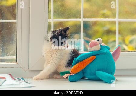 Adorable usine de fenêtre de chat de pliage écossais heureux Banque D'Images