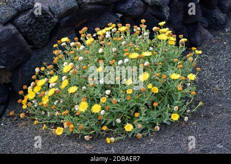 Un pane à fleurs jaunes (Inula helenium) dans un jardin à Lanzarote, îles Canaries, Espagne. Il est planté dans la lave à grain fin appelée lapilli. Banque D'Images