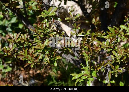 Pousses fraîches sur l'arbuste à grenade, province d'Alicante, Costa Blanca, Espagne Banque D'Images