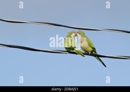 Monk Parakeets (Myiopsitta monachus) en fil métallique, long Island, New York Banque D'Images