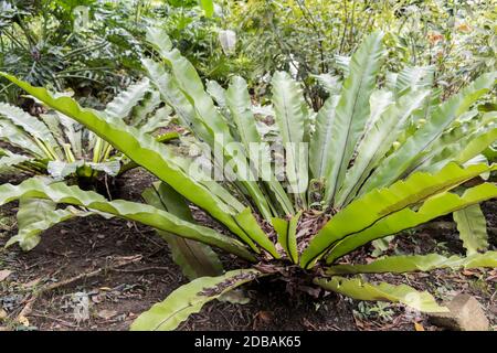 Belle plante verte avec de longues feuilles dans les jardins botaniques de Perdana à Kuala Lumpur en Malaisie. Banque D'Images