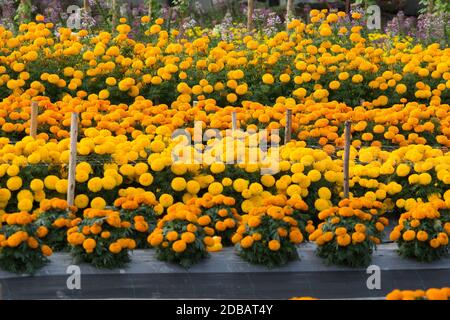 L'orange et le jaune fleurs de champs de fleurs, selective focus Banque D'Images