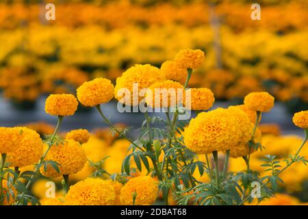 Tagètes Orange flower fields, selective focus Banque D'Images