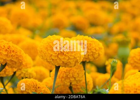 Tagètes Orange flower fields, selective focus Banque D'Images