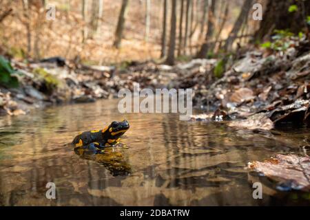 Salamandre au feu mignon, salamandra salamandra, debout sur la roche dans l'eau de ruisseau dans la forêt printanière. Paysage sauvage enchanteur de croix d'amphibiens sauvages Banque D'Images