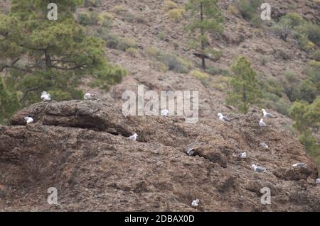 Goélands à pattes jaunes Larus michaellis dans la réserve naturelle intégrale d'Inagua. Tejeda. Grande Canarie. Îles Canaries. Espagne. Banque D'Images