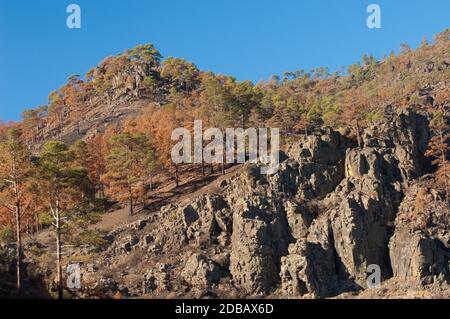 Forêt brûlée de pin de l'île des Canaries Pinus canariensis. Montagne Los Hornos. Réserve naturelle intégrale de l'Inagua. Aldea de San Nicolas de Tolentino. GRA Banque D'Images