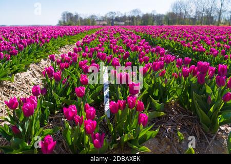 ESPEL, PAYS-BAS - 12 AVRIL 2020: Des rangées de tulipes violettes florantes, nommées «prince pourpre» dans la province néerlandaise de Noordoosstpolder Banque D'Images