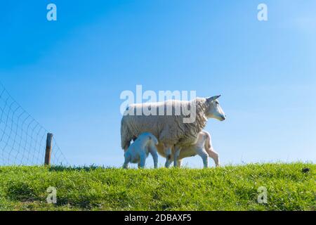 moutons avec deux agneaux sur une digue néerlandaise Banque D'Images