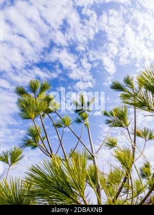 Parcier les branches de l'arbre vert à feuilles longues contre le ciel et les nuages. Banque D'Images