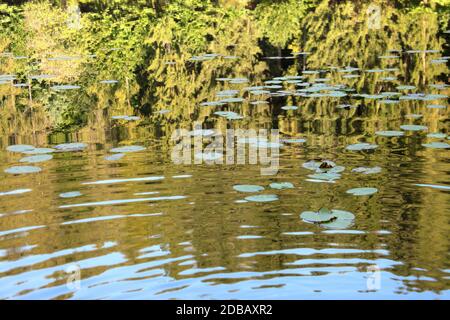 Automne 2019 : les nénuphars flottent sur les reflets de la forêt dans les eaux agitées du lac, région du Piémont, Italie Banque D'Images