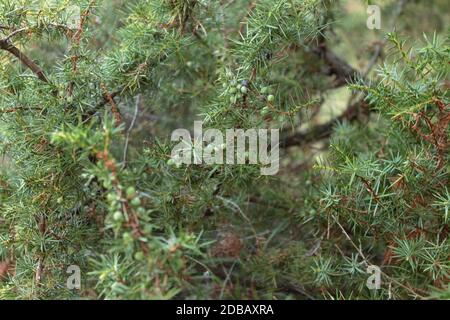 Automne 2019 : photo macro d'une branche de genévrier (juniperus communis) avec des baies toujours vertes Banque D'Images