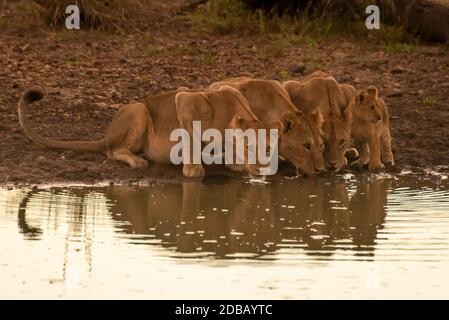 Trois lionesses boivent de l'étang par cub Banque D'Images