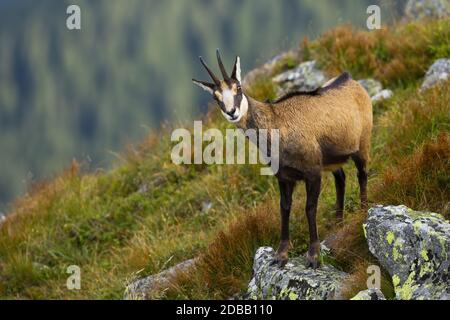 Intéressé tatra chamois, rupicapra rupicapra tatrica, debout sur une pente abrupte de colline dans les montagnes d'été. Surprise chèvre alpin sur le rocher avec du mos Banque D'Images