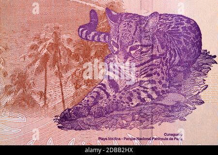 Ocelot un portrait de l'argent de Vanezuelan Banque D'Images