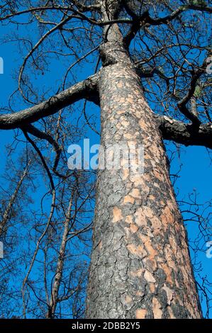 PIN de l'île des Canaries brûlé Pinus canariensis huit mois après un incendie. Réserve naturelle intégrale de l'Inagua. Grande Canarie. Espagne. Banque D'Images