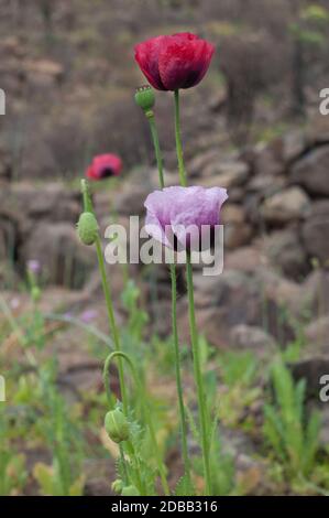 Fleurs de coquelicots communs Papaver rhoeas. Le ravin d'Inagua. Le parc rural Nublo. Aldea de San Nicolas de Tolentino. Grande Canarie. Îles Canaries. SP Banque D'Images