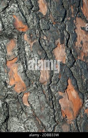 Tronc brûlé de pin de l'île des Canaries Pinus canariensis huit mois après un incendie. Réserve naturelle intégrale de l'Inagua. Grande Canarie. Espagne. Banque D'Images