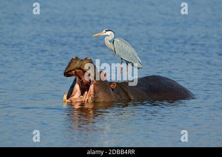 Héron gris (Ardea cinerea) debout sur un hippopotame avec bouche géante, Parc national Kruger, Afrique du Sud Banque D'Images