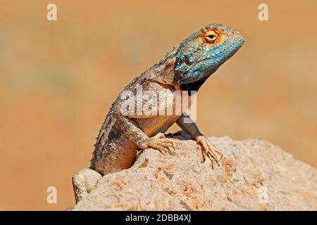 Portrait d'un agama terrestre (Agama aculeata) assis sur un rocher, Afrique du Sud Banque D'Images