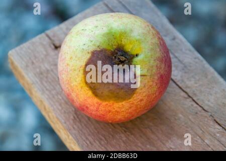 Rotten pomme sur le banc. Battez les pommes. Récolte gâtée. Banque D'Images