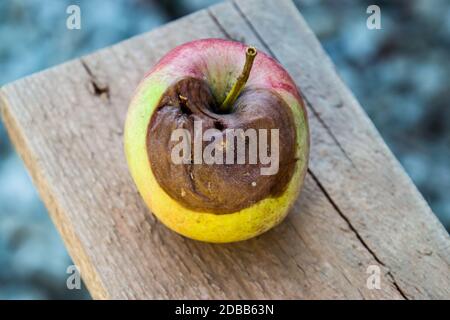 Rotten pomme sur le banc. Battez les pommes. Récolte gâtée. Banque D'Images