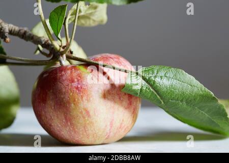 Gros plan de la pomme avec la tige et la feuille Banque D'Images