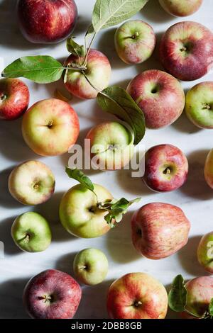 Les pommes fraîchement cueillies Banque D'Images