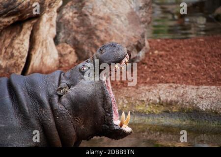 Super hippopotame attendant votre nourriture Banque D'Images