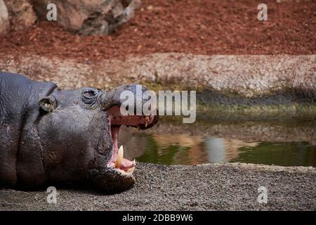 Le grand hippopotame avec sa grande bouche ouverte. En attendant les aliments Banque D'Images