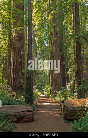 Sentier serein parmi les Giants de la forêt dans le Stout Grove dans le parc national Jedidiah Smith Redwoods en Californie Banque D'Images