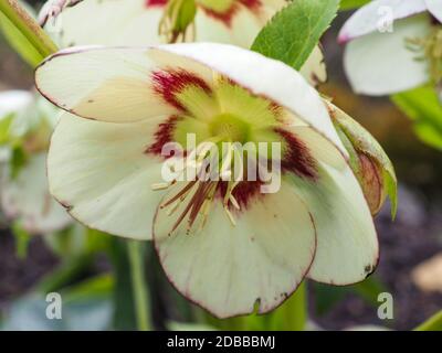 Gros plan d'une belle fleur d'hellebore, Helleborus x hybridus variété Ashwood Broushing Bode Banque D'Images