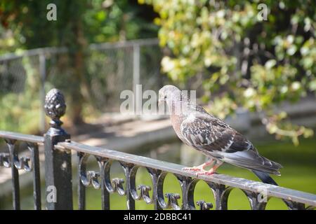 Pigeon perché sur une clôture dans un parc. Couleurs de la nature Banque D'Images