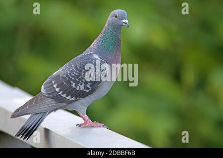 Pigeon de ville Columba livia domestica ou Columba livia forma urbana Banque D'Images