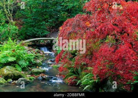 WA17920-00..... WASHINGTON - couleurs d'automne et chute d'eau à Kubota Garden, Seattle. Banque D'Images