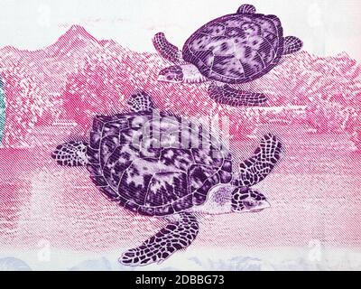 Tortue de mer Hawksbill un portrait de l'argent vénézuélien Banque D'Images