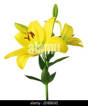 Belles lilas jaunes (Lilium, Liliaceae) avec bourgeons isolés sur fond blanc, y compris le chemin de découpe. Allemagne Banque D'Images